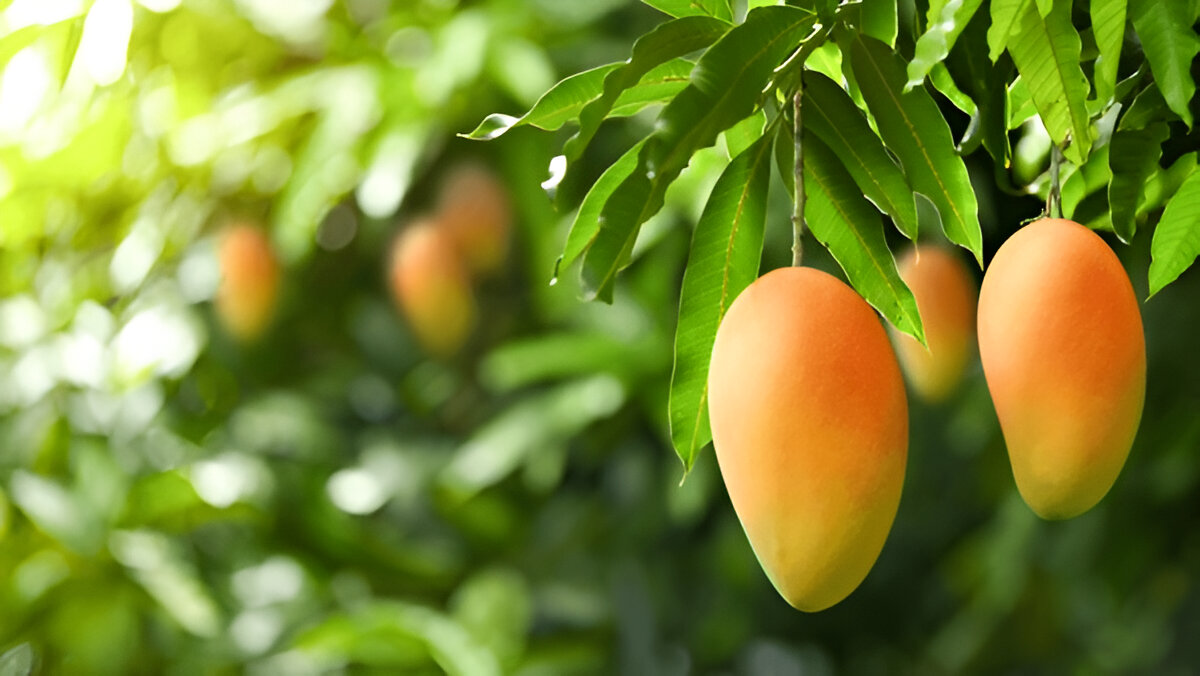 Pakistani Mangoes